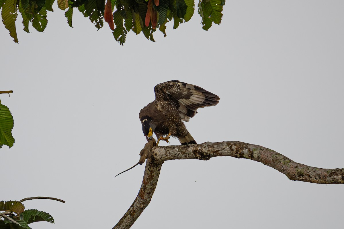 Crested Serpent-Eagle - ML647674561
