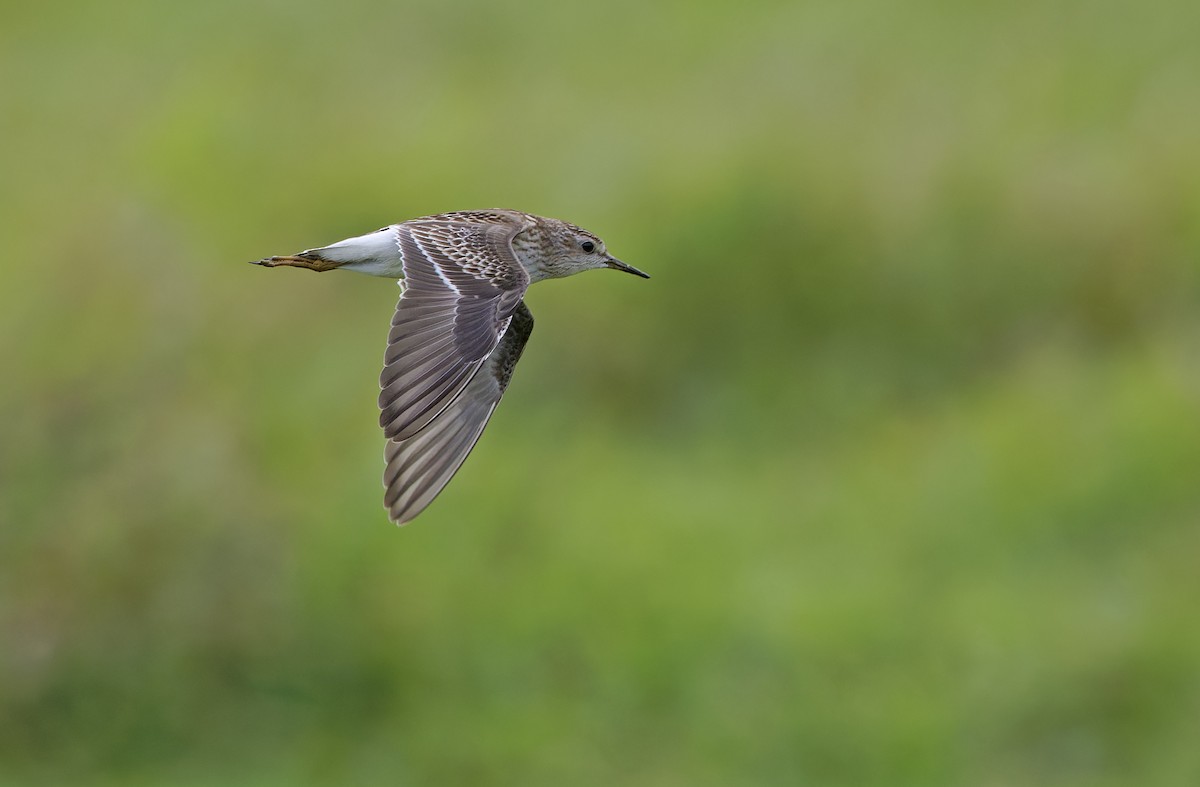 Long-toed Stint - ML647674562