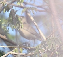 old world warbler sp. - ML647674567