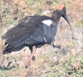 Red-naped Ibis - ML647674581
