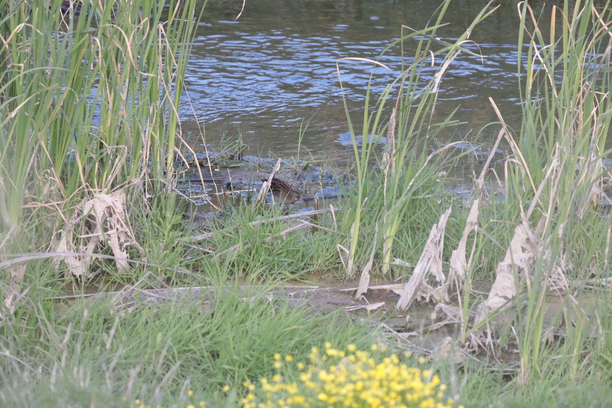 Spotted Crake - ML647674583