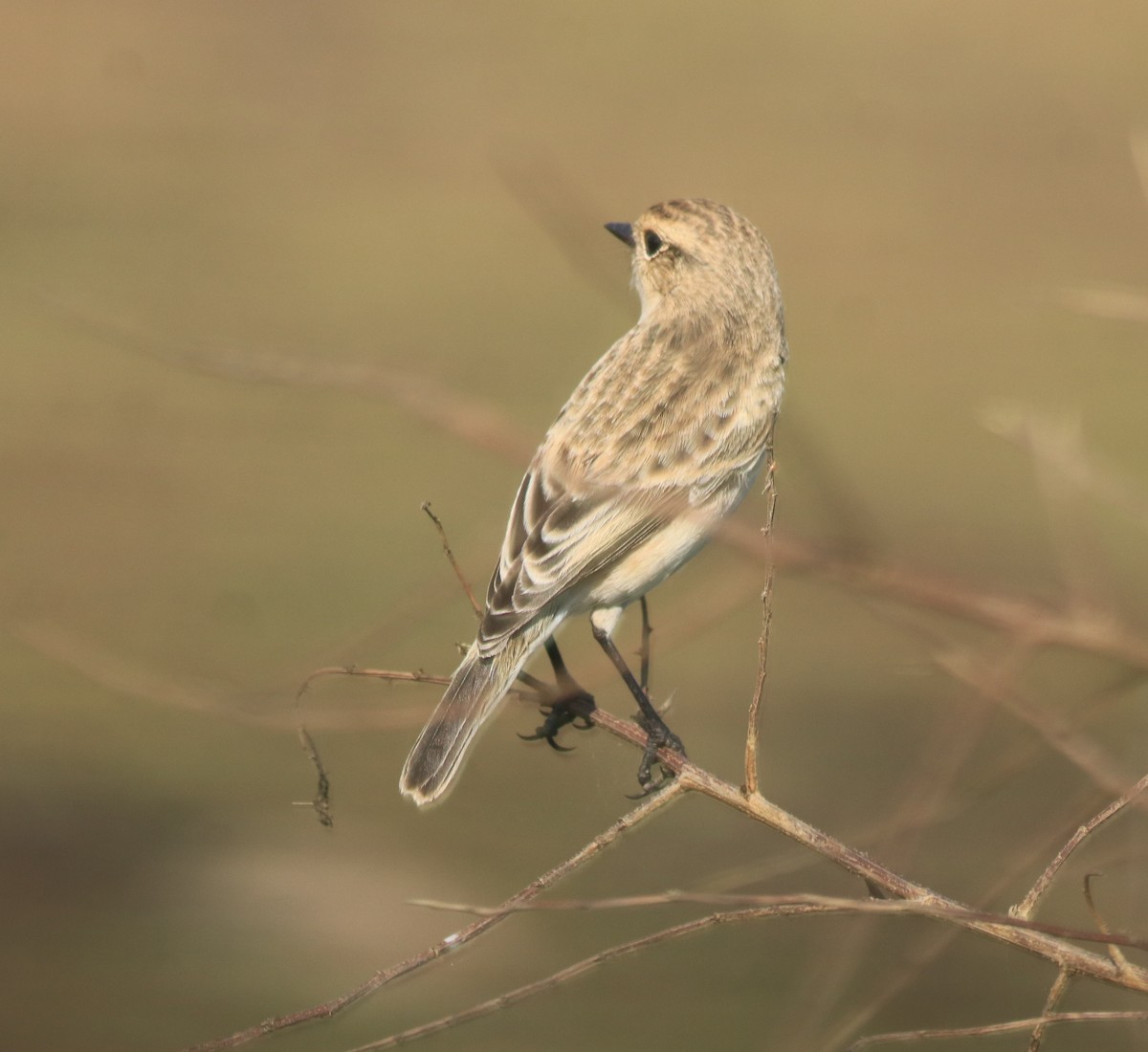 Siberian Stonechat - ML647674586
