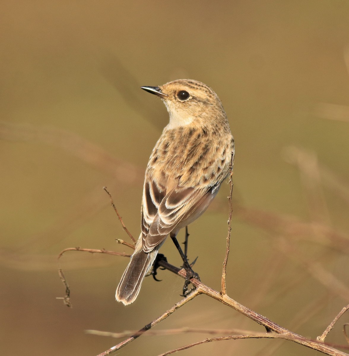Siberian Stonechat - ML647674587