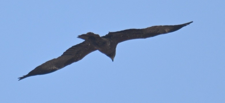 Black Kite - ML647674588