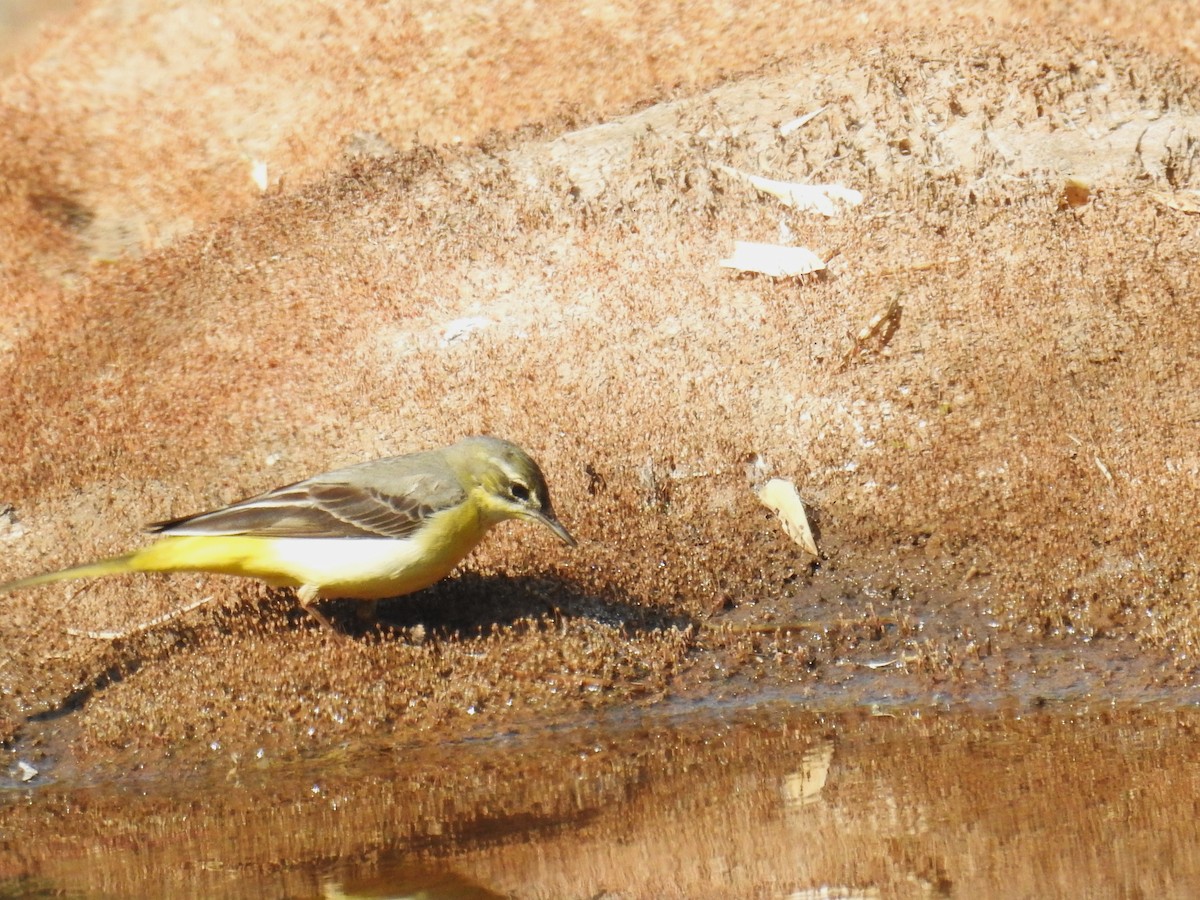 Gray Wagtail - ML647674596