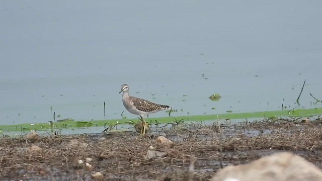 Wood Sandpiper - ML647674598
