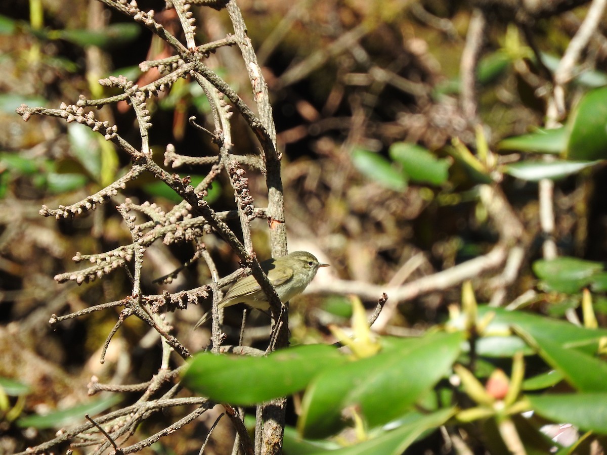 Mosquitero Verdoso - ML64767461