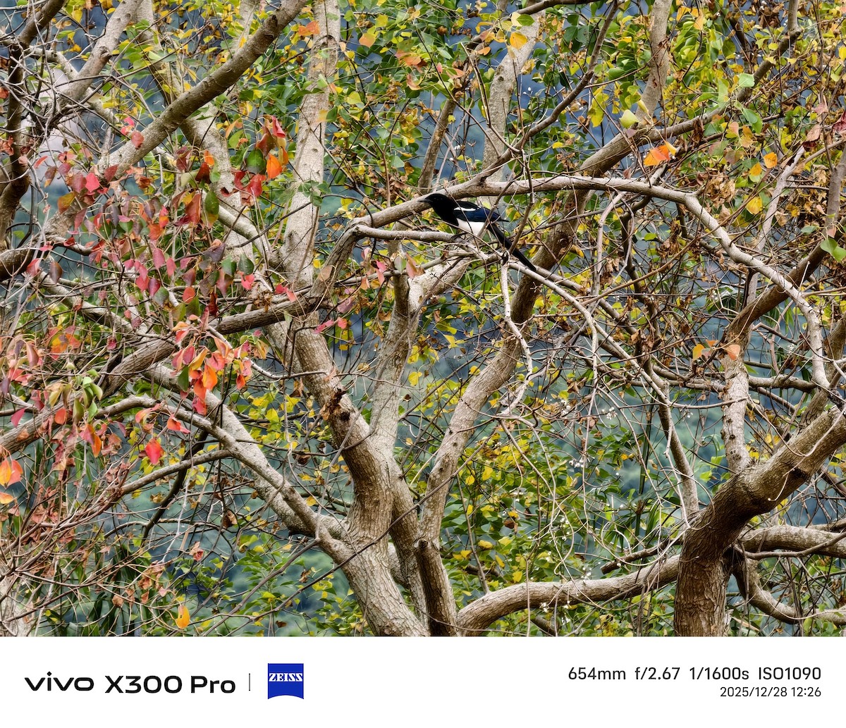 Oriental Magpie - ML647674614