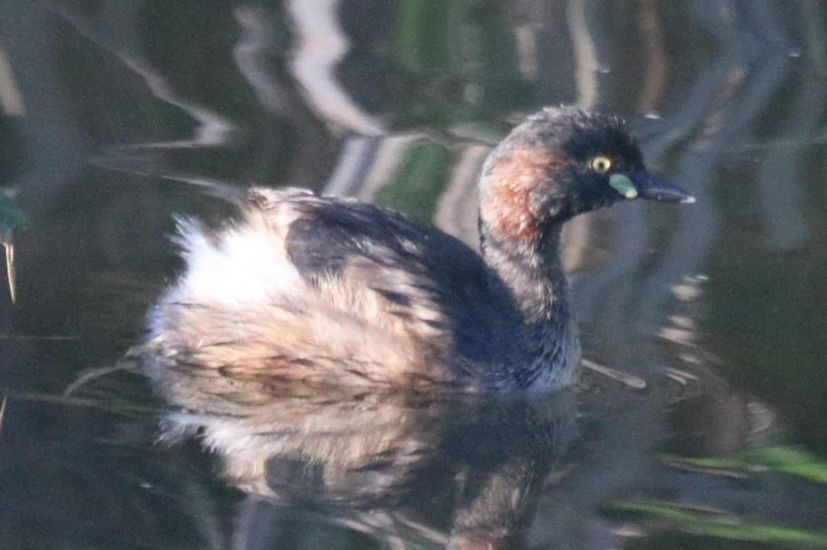 Australasian Grebe - ML647674618