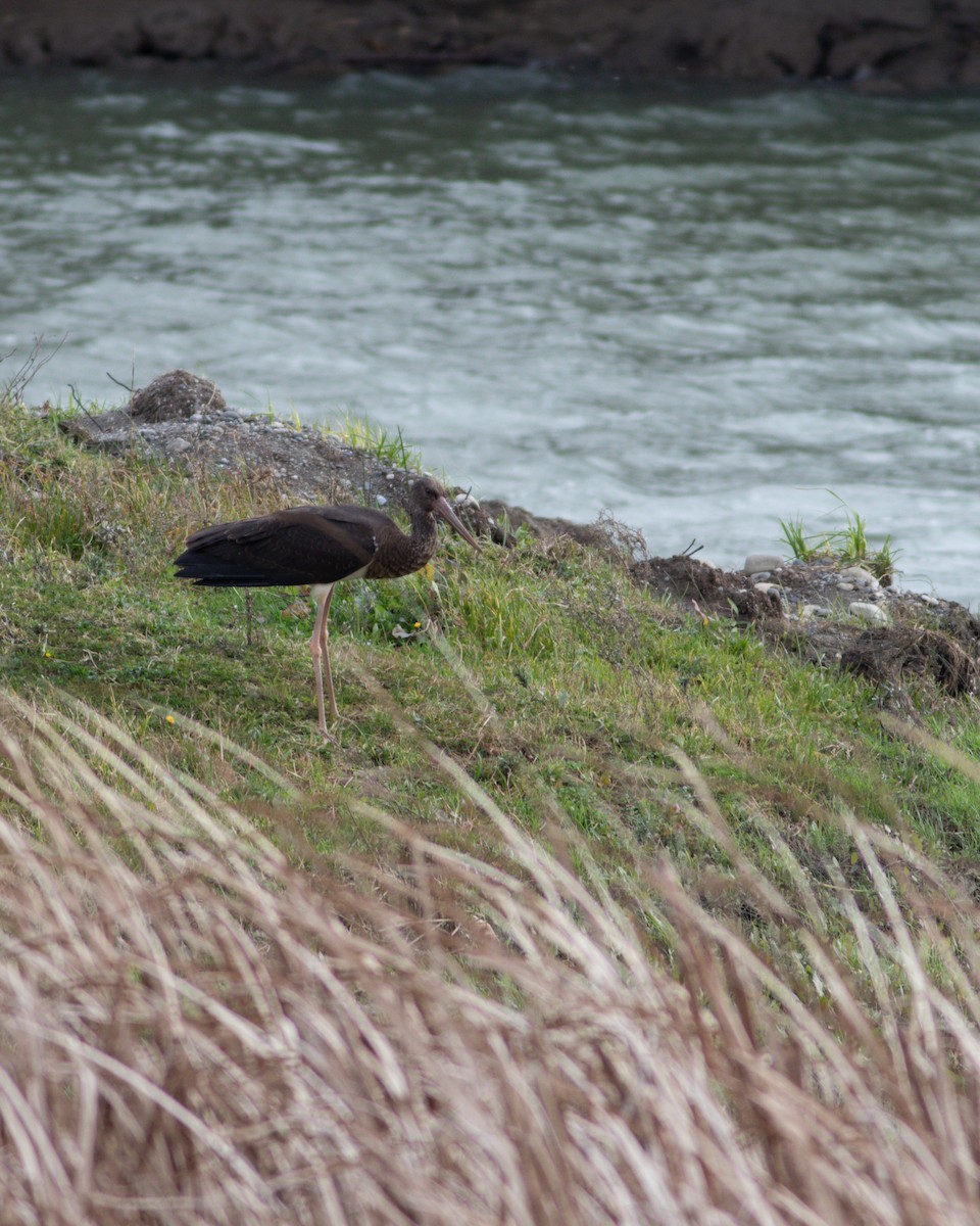 Black Stork - ML647674622