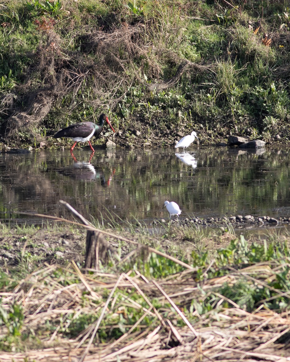 Black Stork - ML647674623