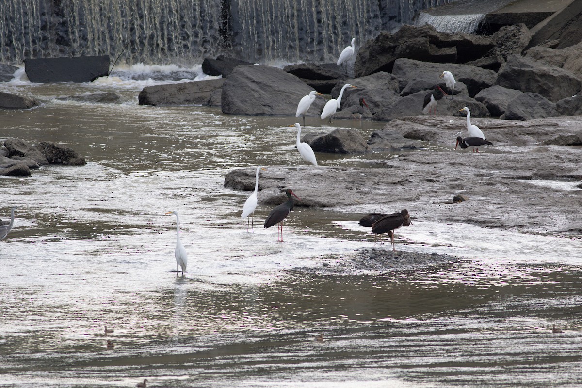 Black Stork - ML647674624