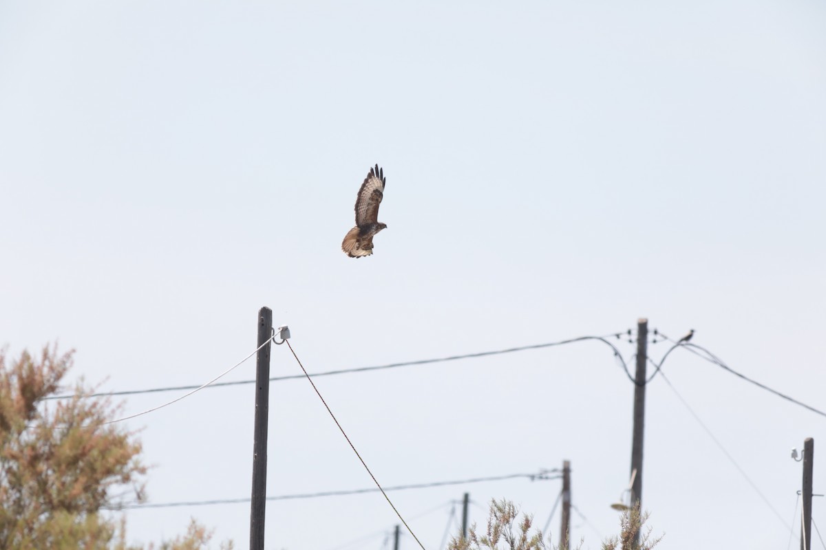 Long-legged Buzzard - ML647674625