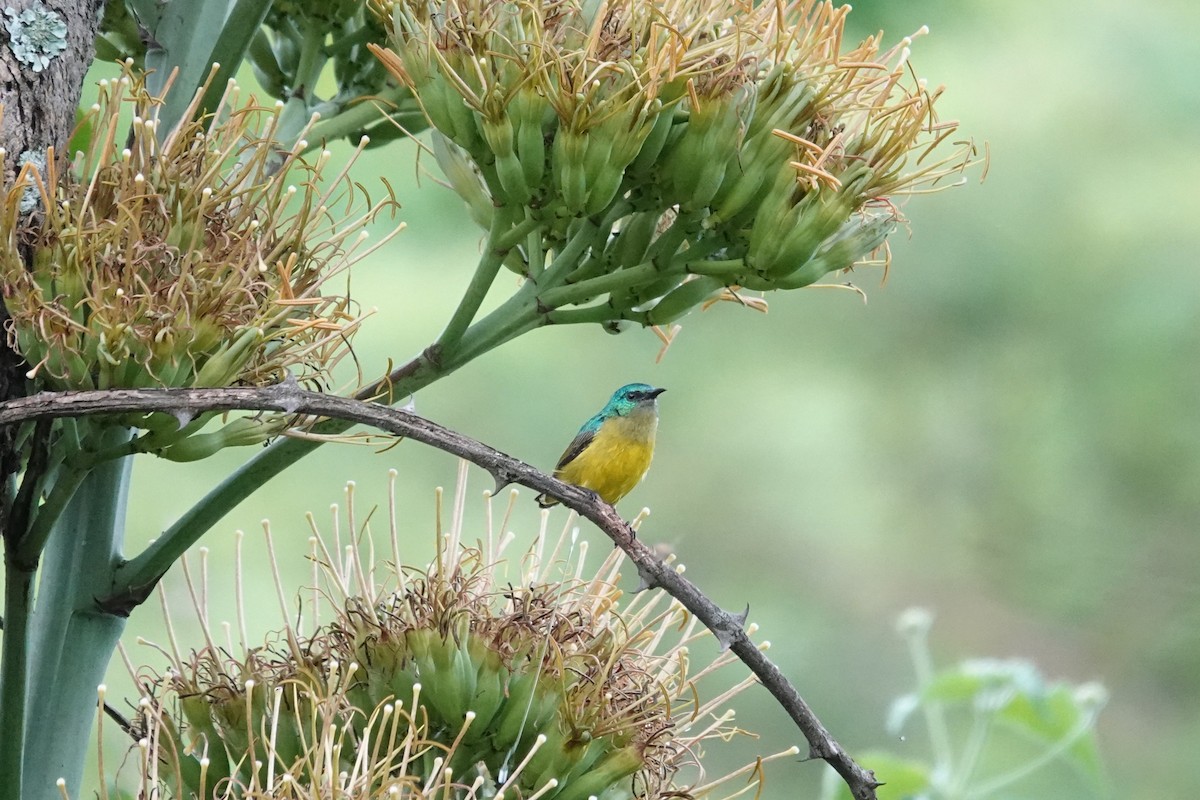 strdimil obojkový - ML647674626