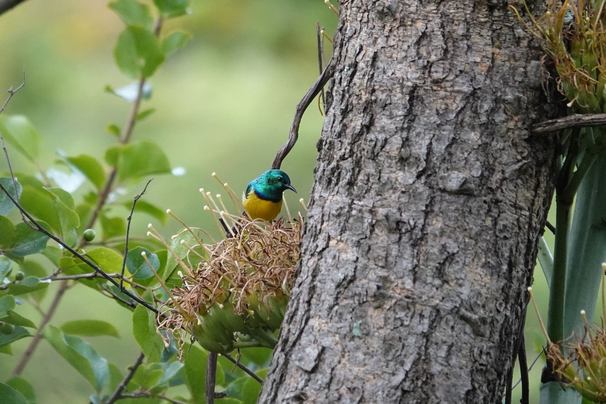 strdimil obojkový - ML647674627