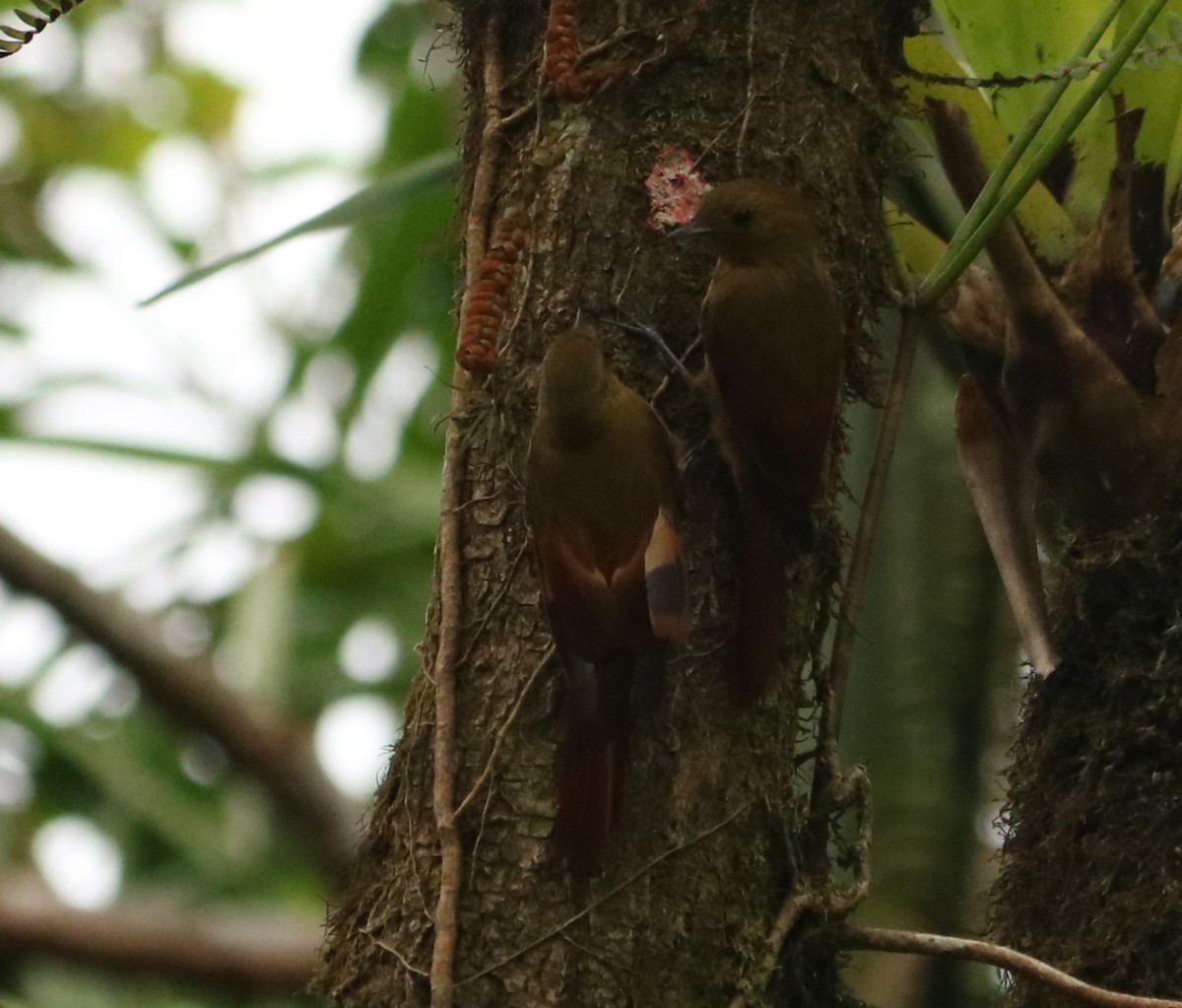 Olivaceous Woodcreeper - ML647674645