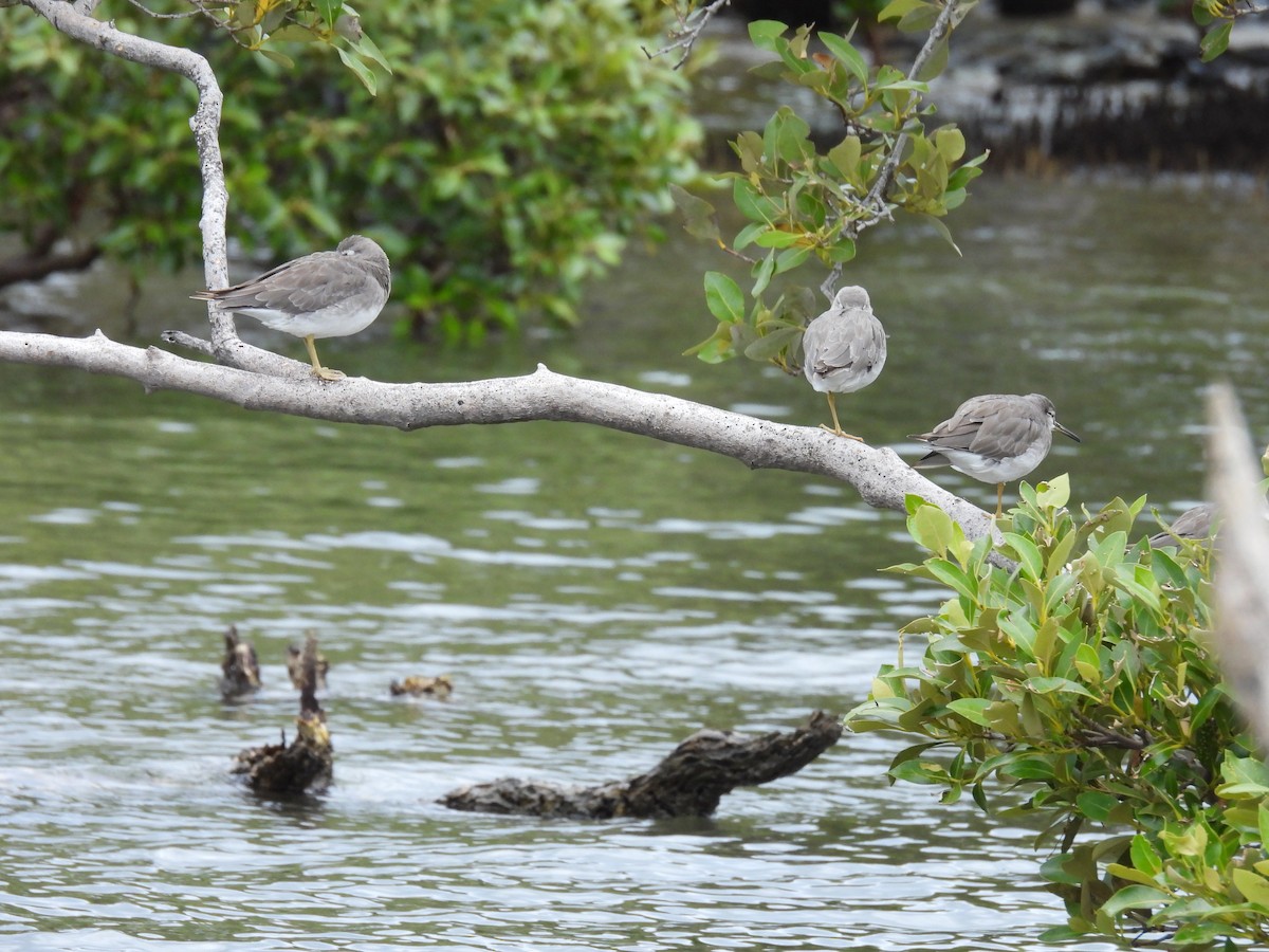 Gray-tailed Tattler - ML647674649