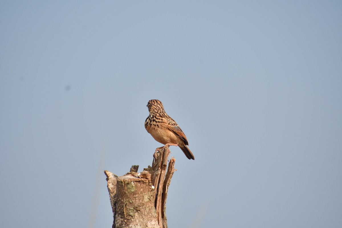 Jerdon's Bushlark - ML647674650