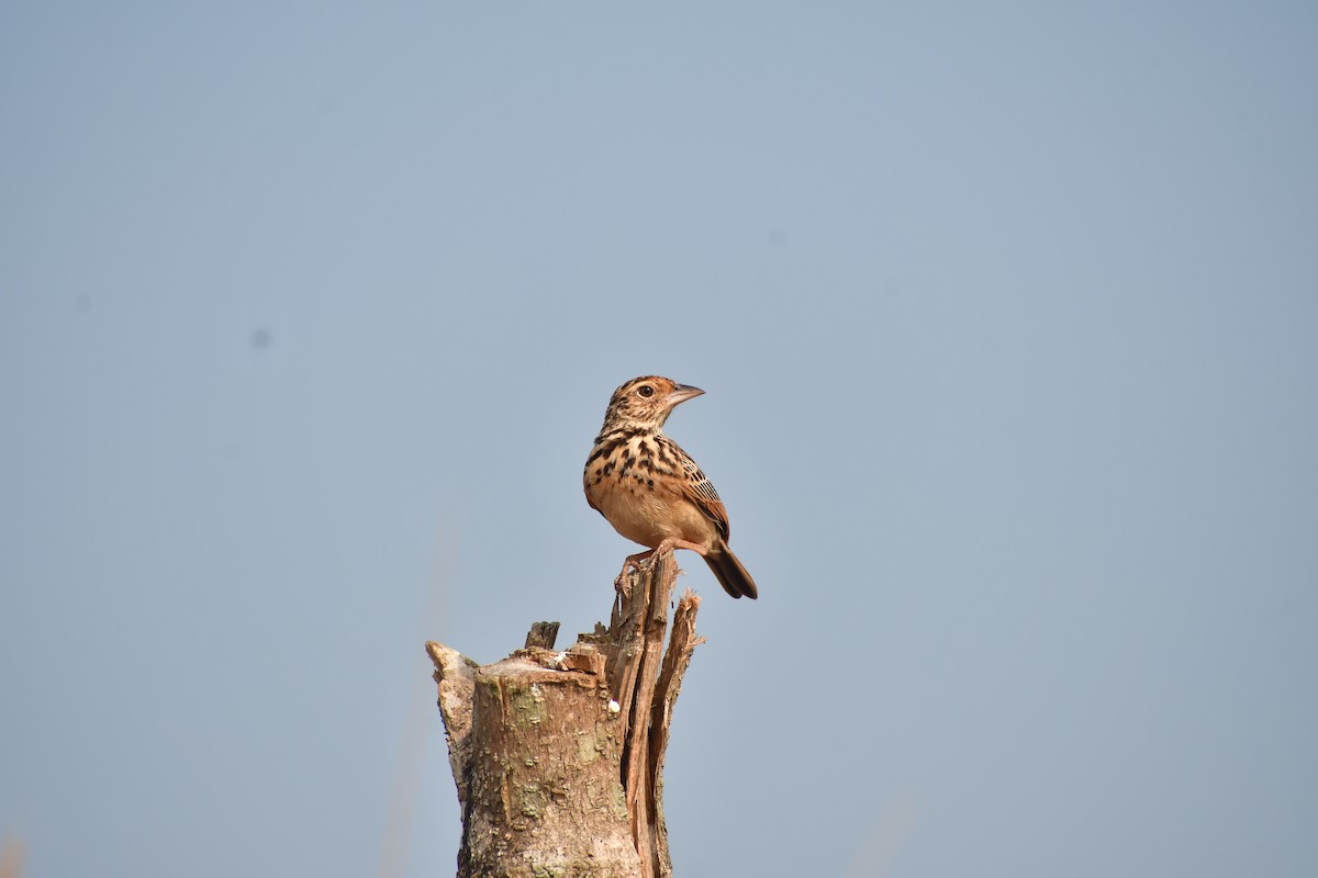 Jerdon's Bushlark - ML647674651