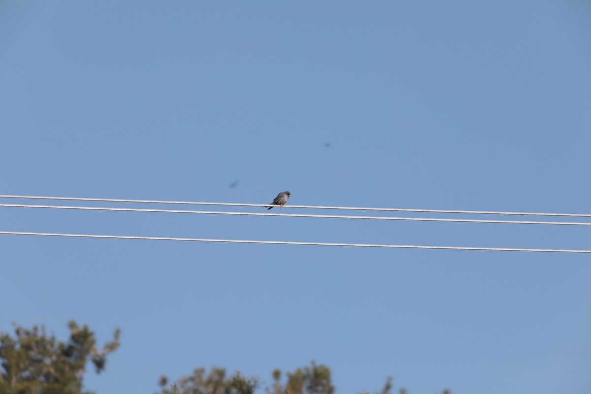 Belatz hankagorria - ML647674652