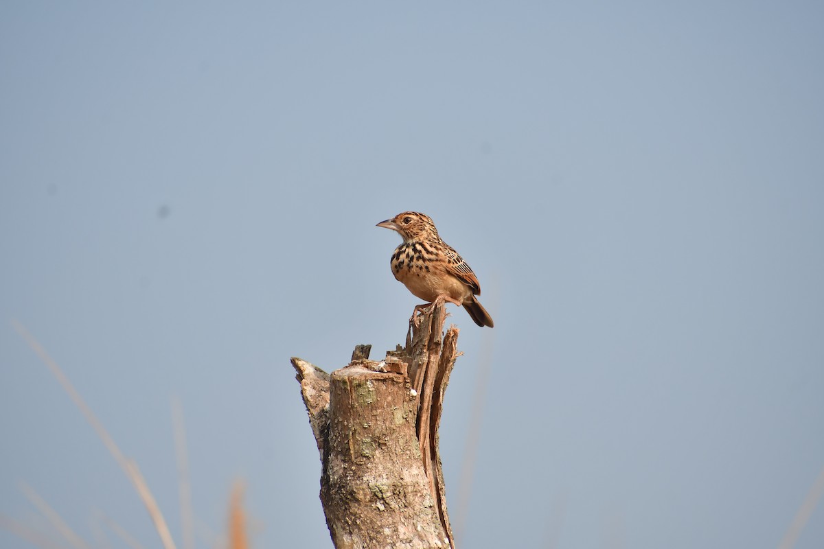 Jerdon's Bushlark - ML647674656