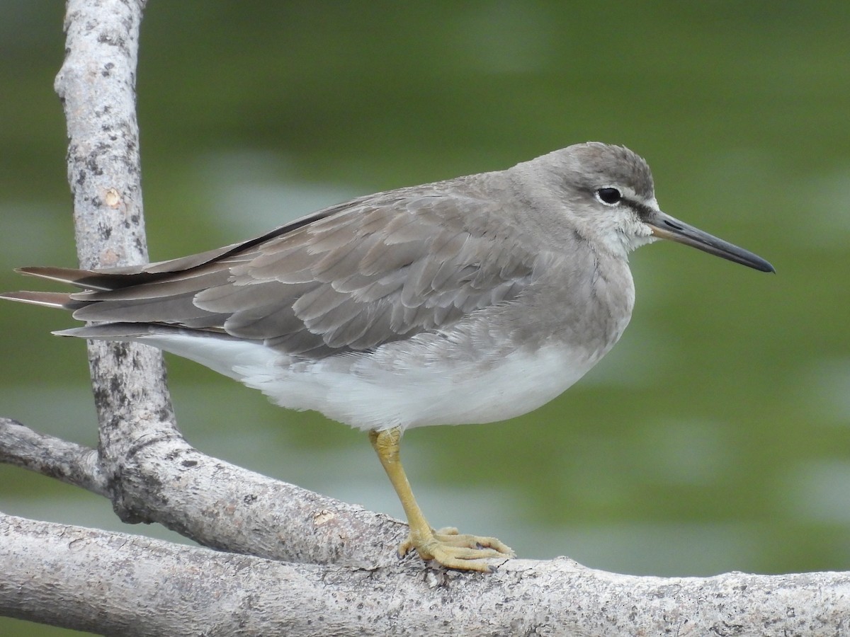 Gray-tailed Tattler - ML647674660