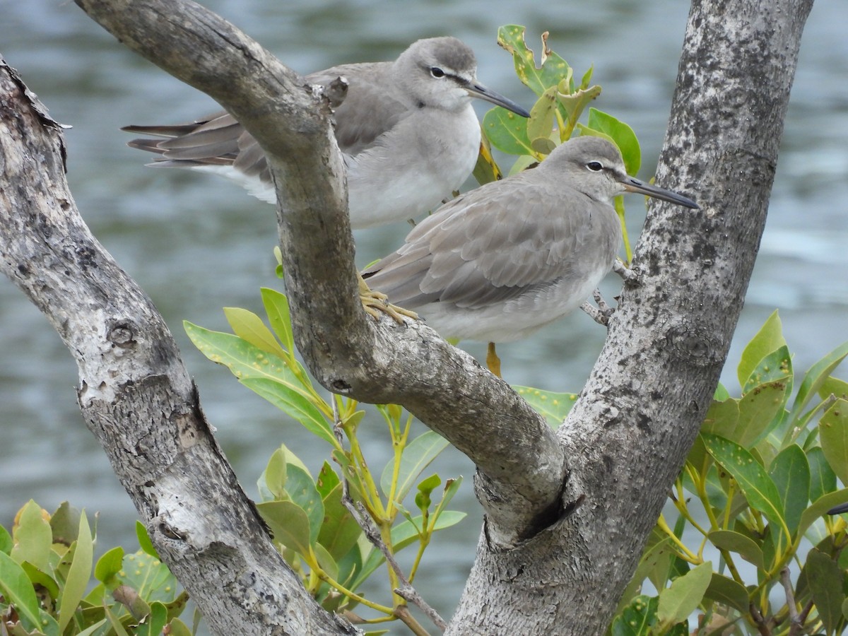 Gray-tailed Tattler - ML647674665