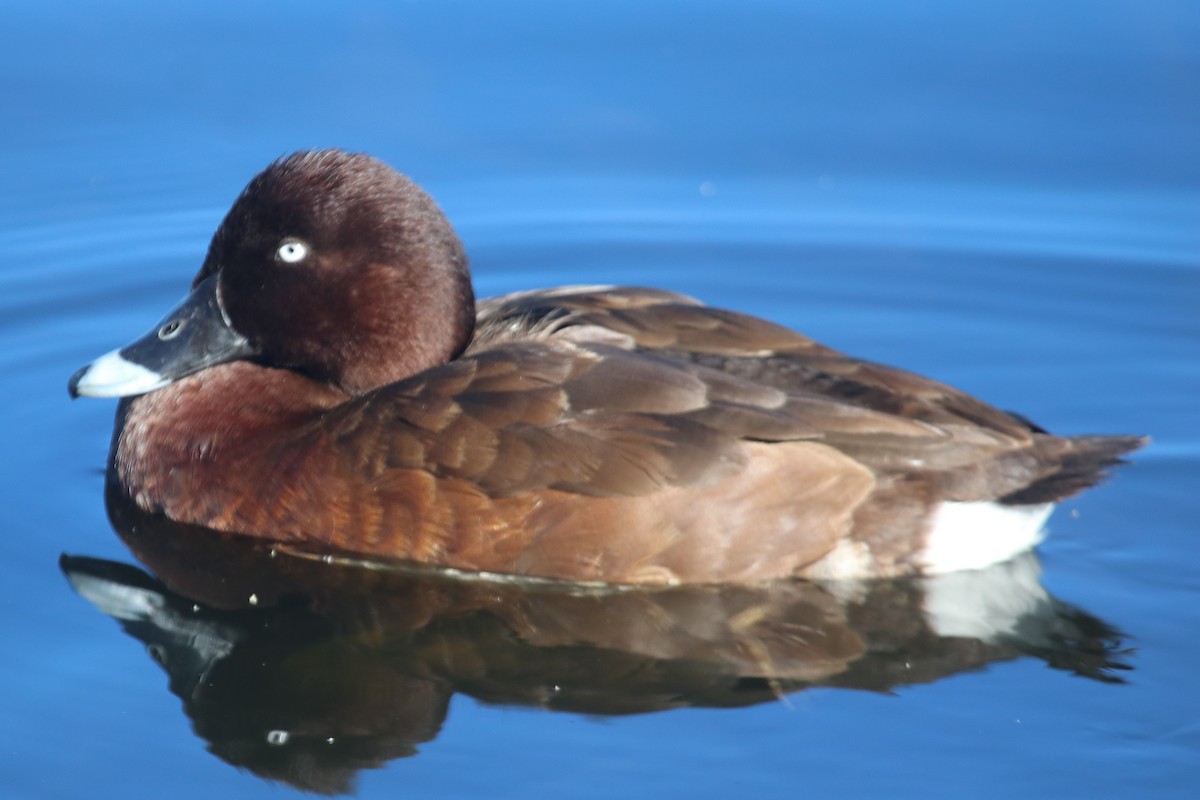 Hardhead - ML647674672