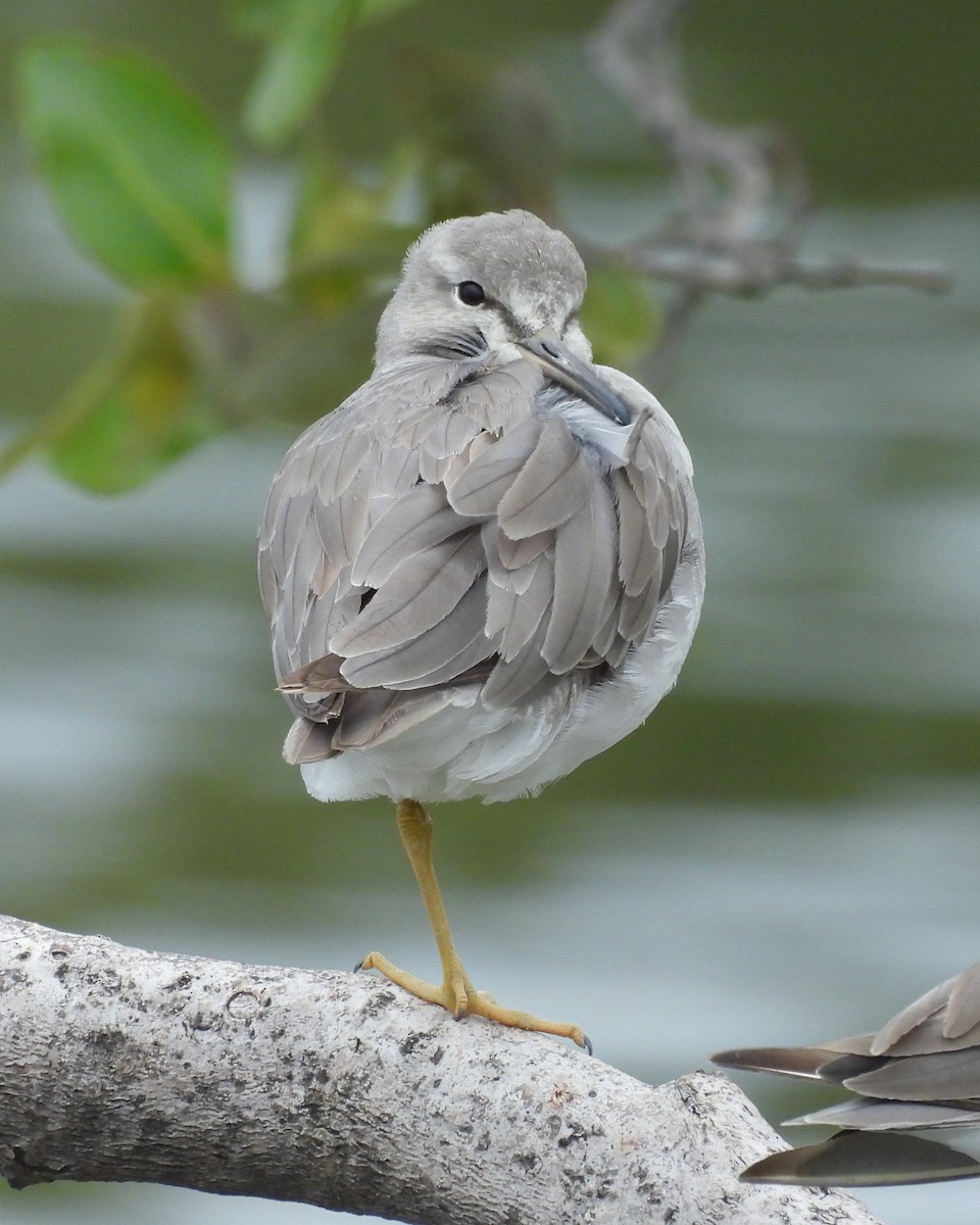 Gray-tailed Tattler - ML647674673