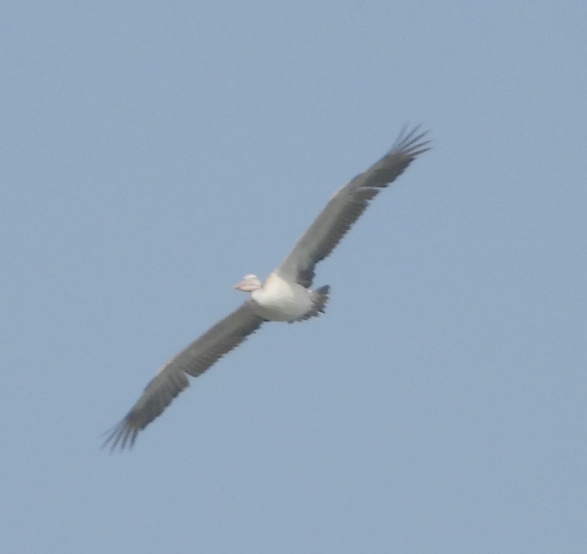 Spot-billed Pelican - ML647674689