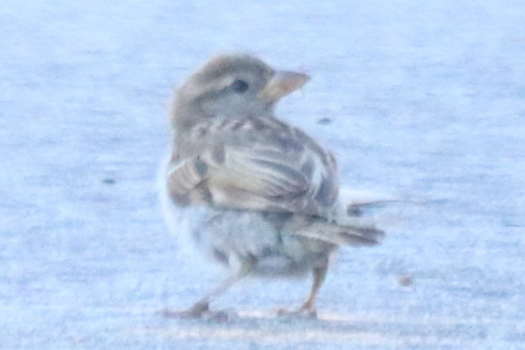 Gorrión Común - ML647674690