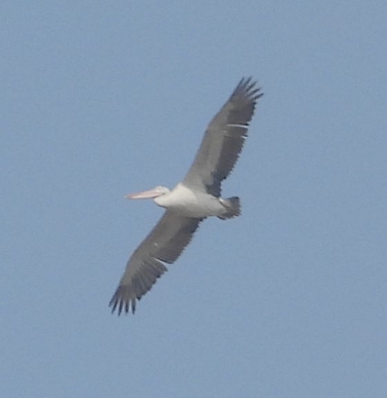 Spot-billed Pelican - ML647674700