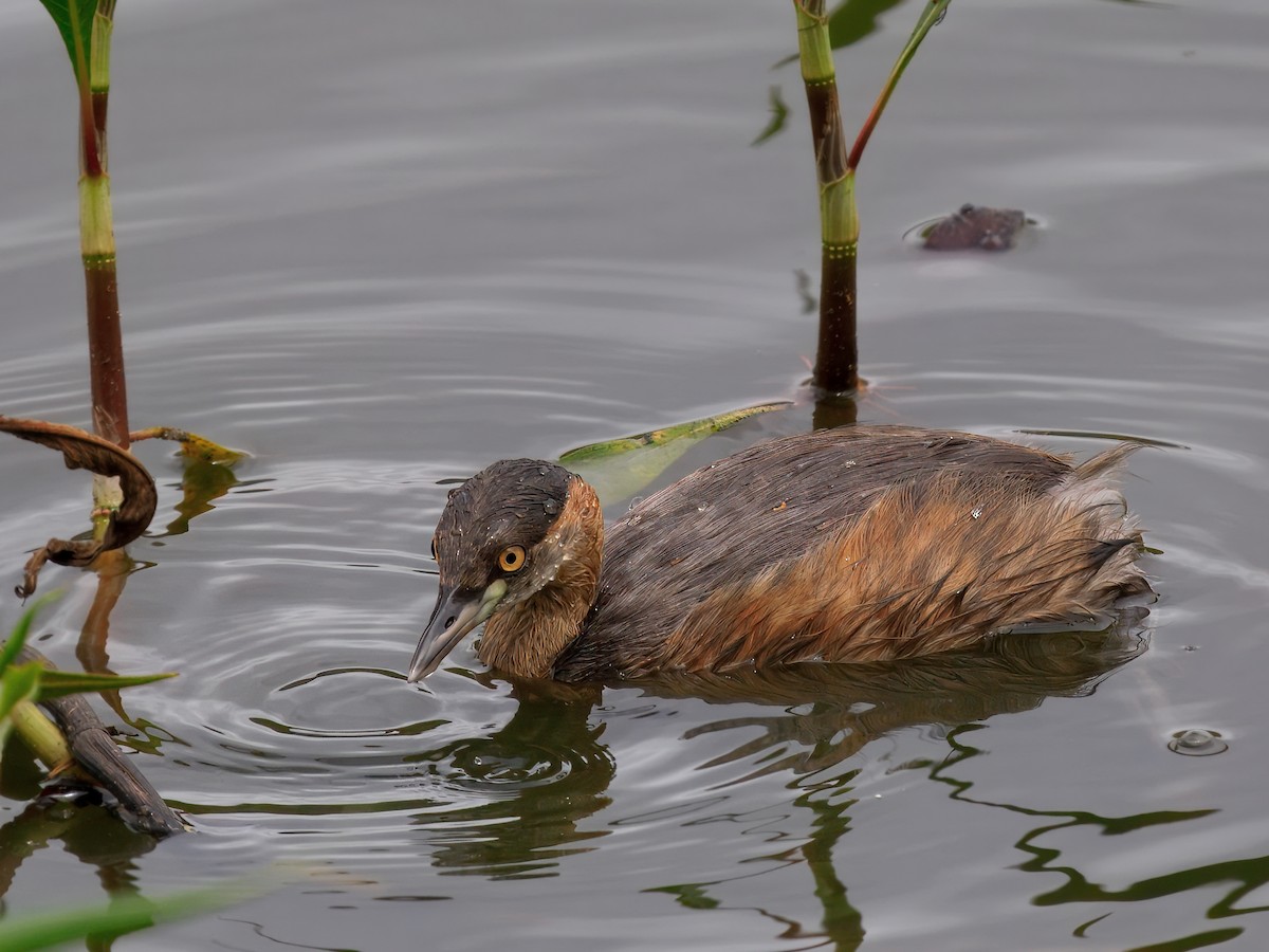 Australasian Grebe - ML647674717