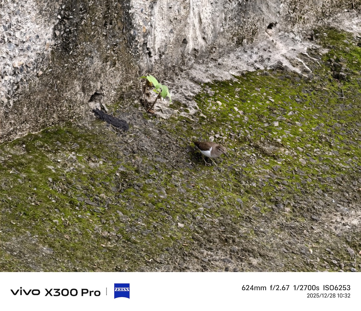 イソシギ - ML647674720