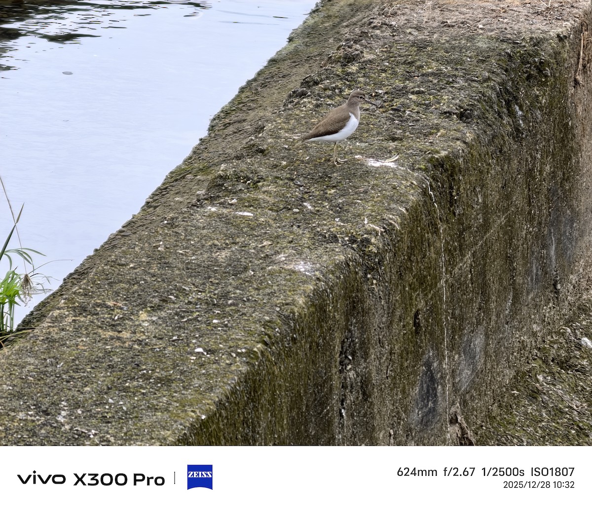 イソシギ - ML647674721