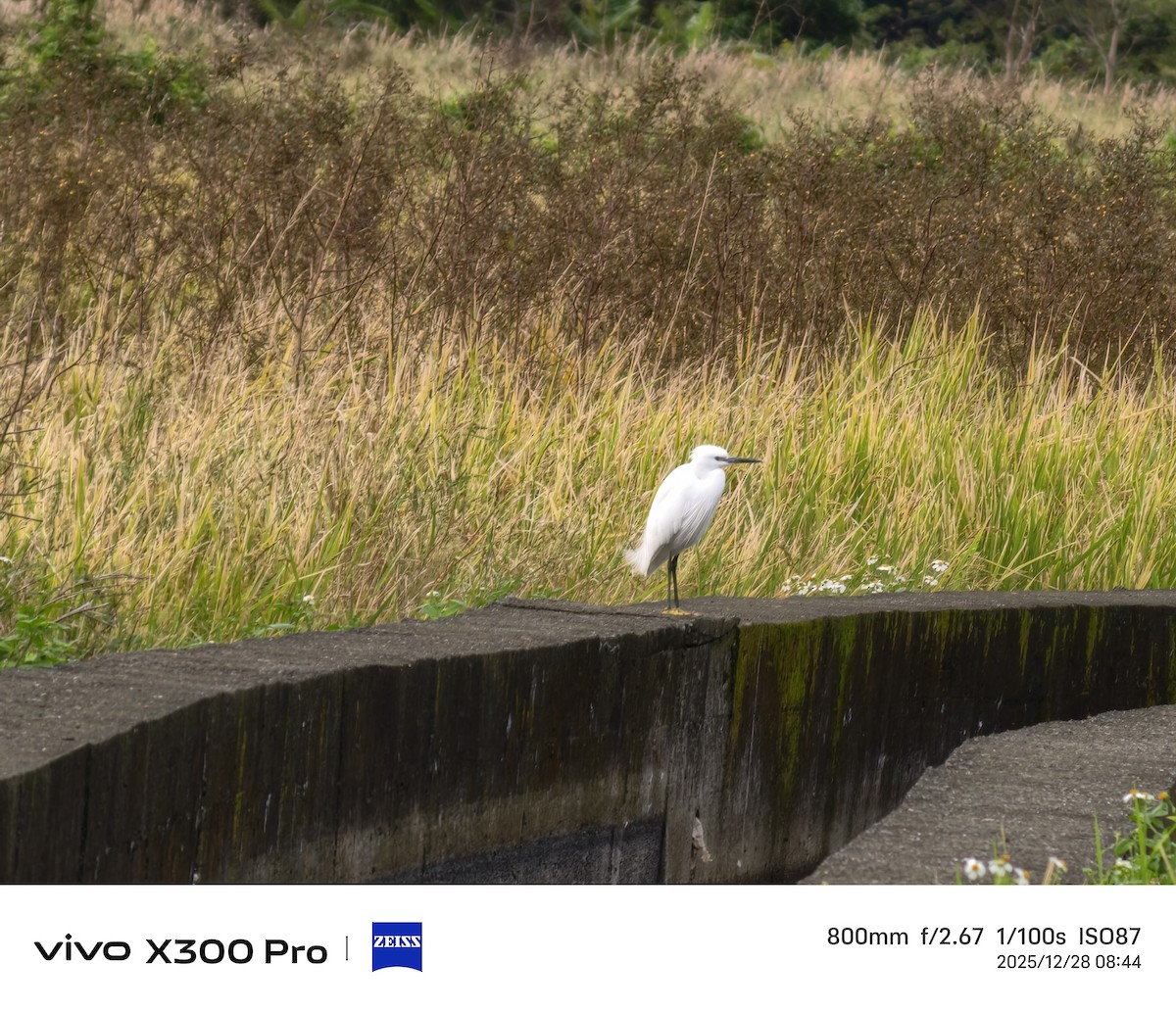 Little Egret - ML647674741