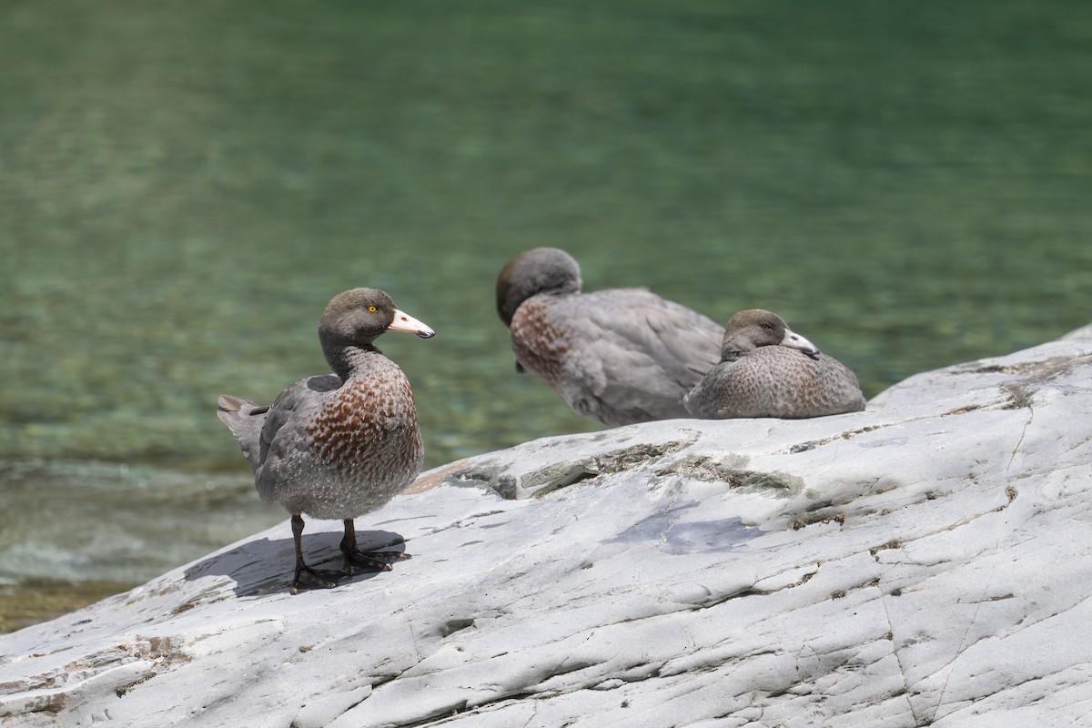 Blue Duck - ML647674742