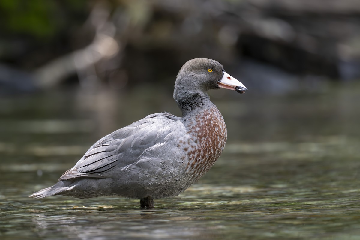 Blue Duck - ML647674745