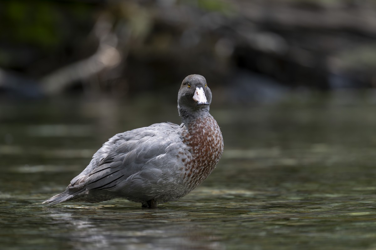 Blue Duck - ML647674752