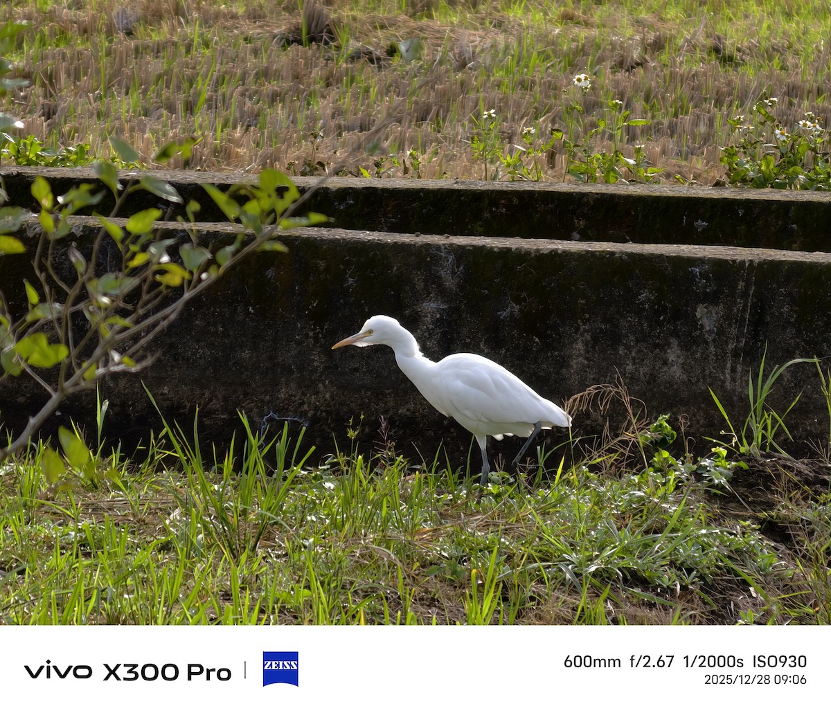 アマサギ - ML647674753