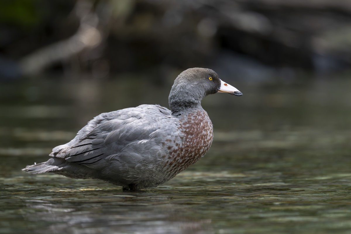 Blue Duck - ML647674760