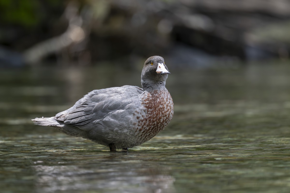 Blue Duck - ML647674762