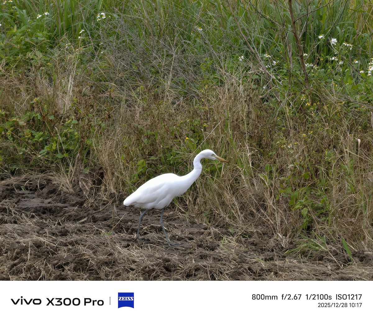 チュウサギ - ML647674764