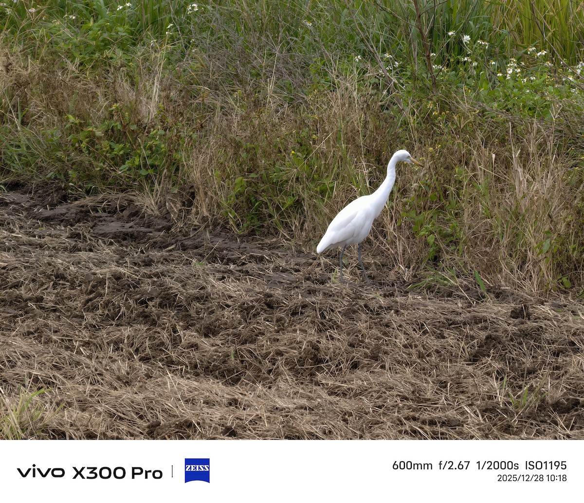 チュウサギ - ML647674765