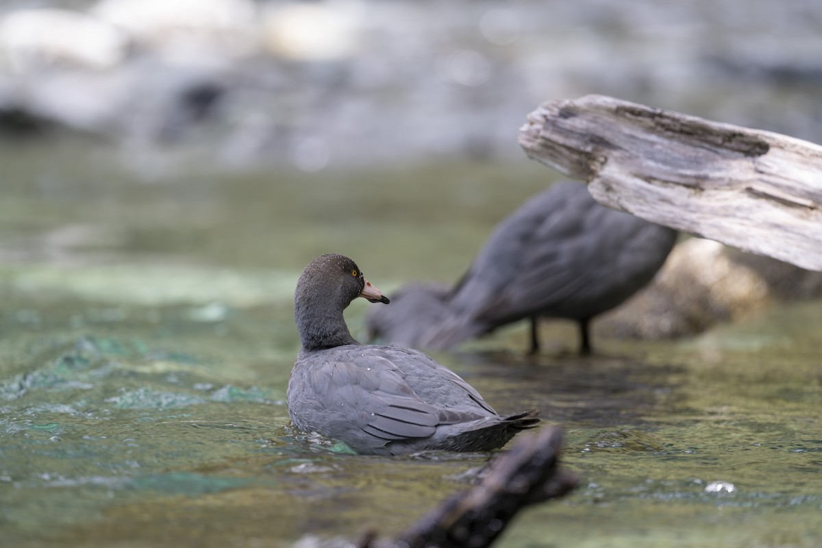 Blue Duck - ML647674777