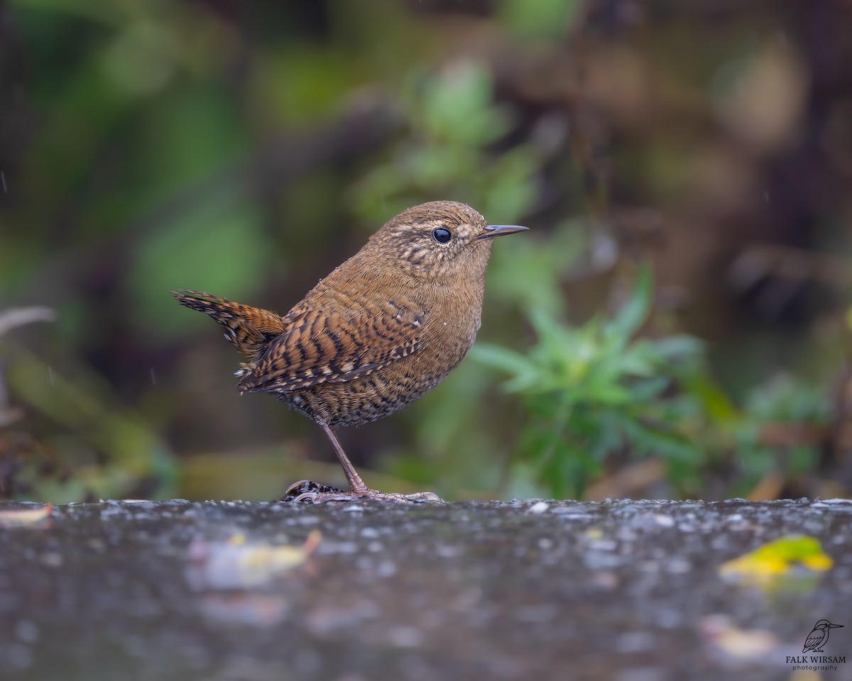 ミソサザイ - ML647674785