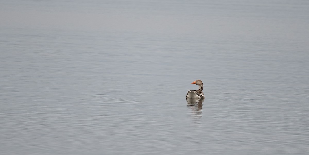 Antzara hankagorrizta (europarra) - ML647674788