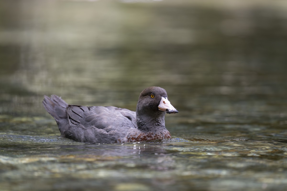 Blue Duck - ML647674792