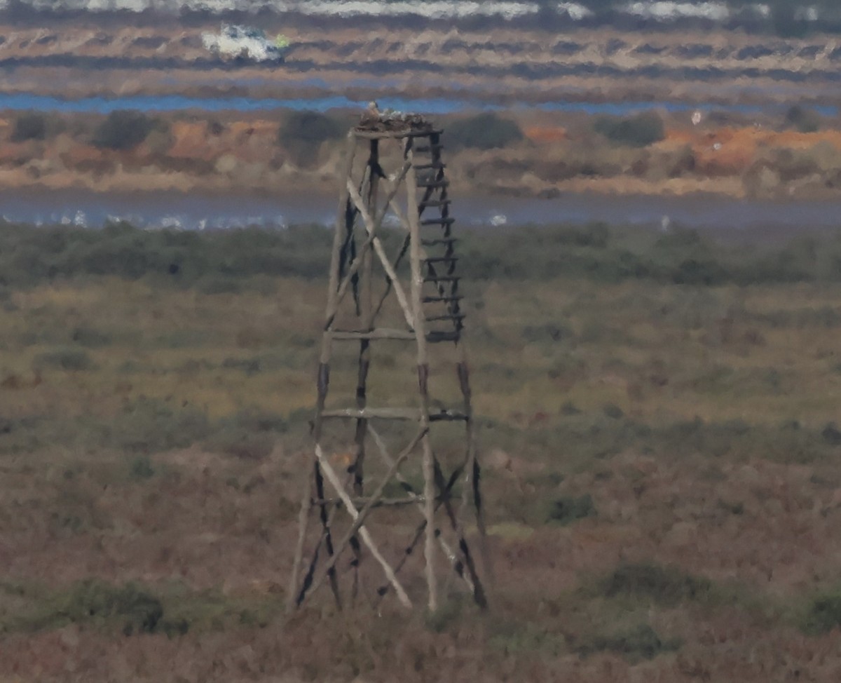 Peregrine Falcon - ML647674806