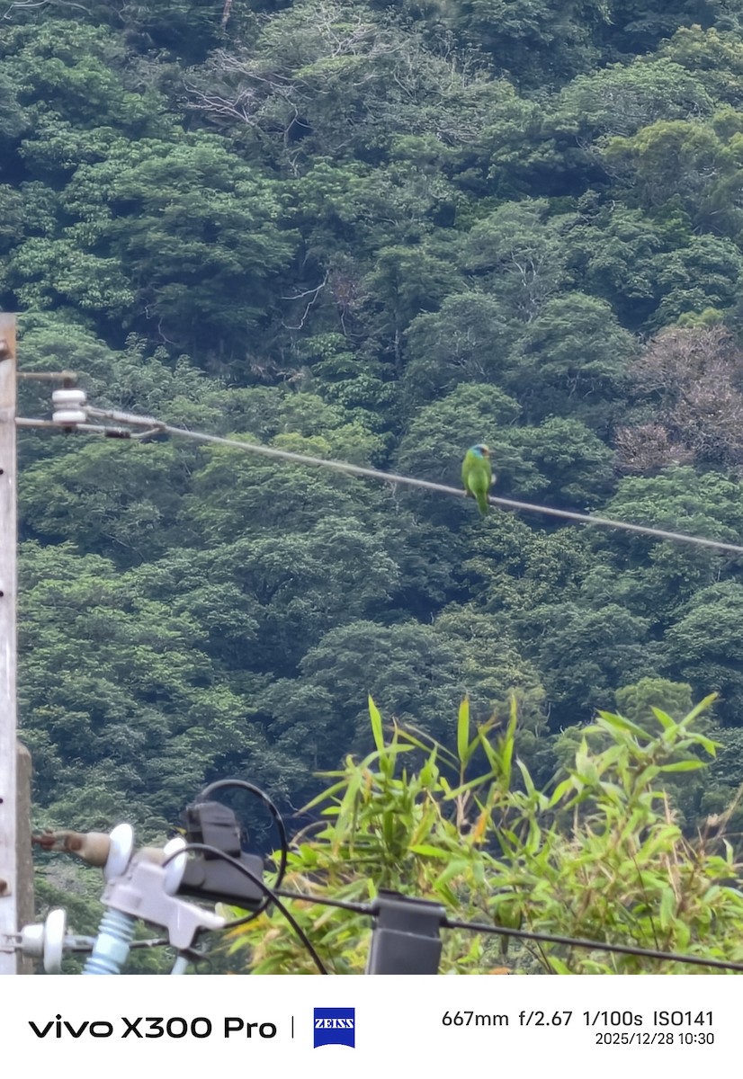 タイワンゴシキドリ - ML647674822